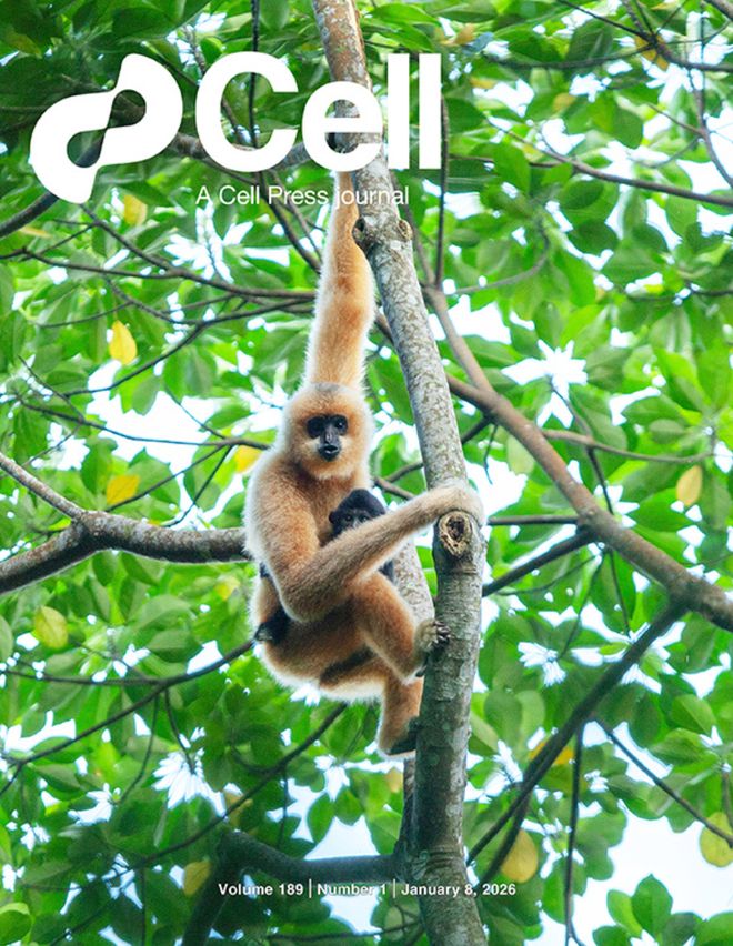 生物学刊物《细胞》最新封面论文由中国学者联合发表(图1)