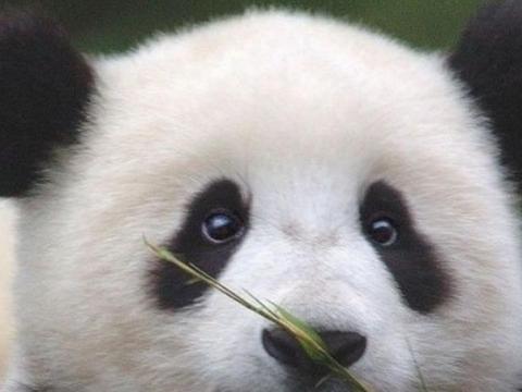 殷墟发现中国最早的人工饲养野生动物群(图1)