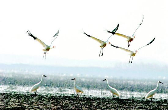 殷墟发现我国最早“野生动物园”3000年前商代已会养珍禽异兽(图1)