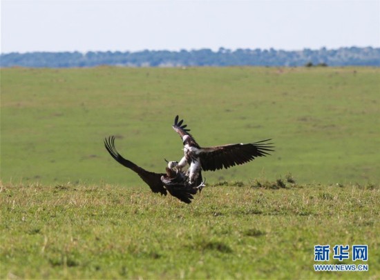 鸟类野生动物保护典型案例警示(二)(图1)