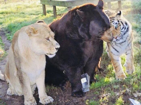 美国一个动物收容所里 黑熊、老虎和狮子成为了好朋友(图1)