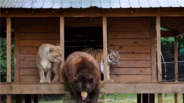美国一个动物收容所里 黑熊、老虎和狮子成为了好朋友(图2)