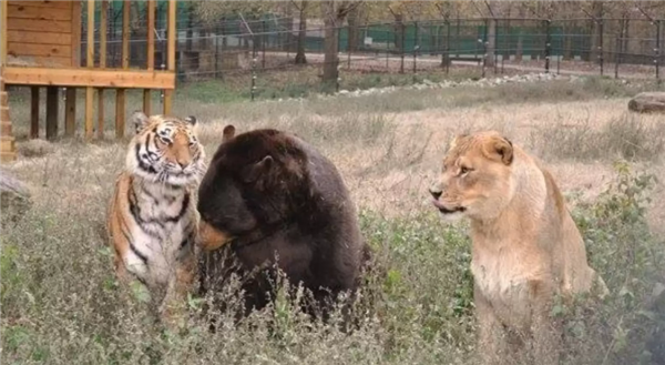 美国一个动物收容所里 黑熊、老虎和狮子成为了好朋友(图5)