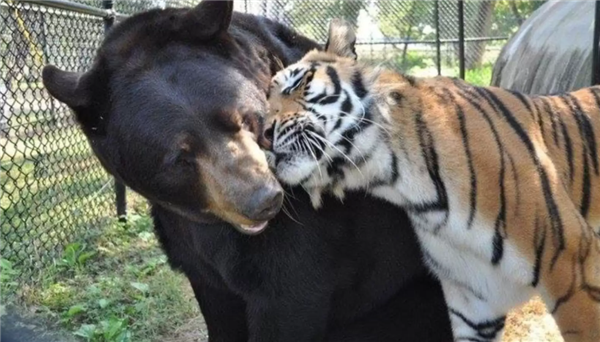 美国一个动物收容所里 黑熊、老虎和狮子成为了好朋友(图6)