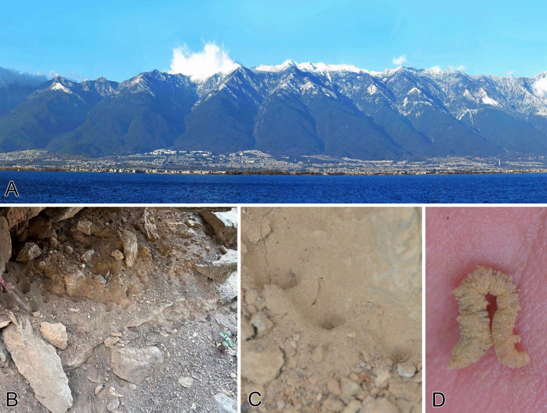 13个新物种亮相 湖北生物多样性“家谱”添丁加口(图1)