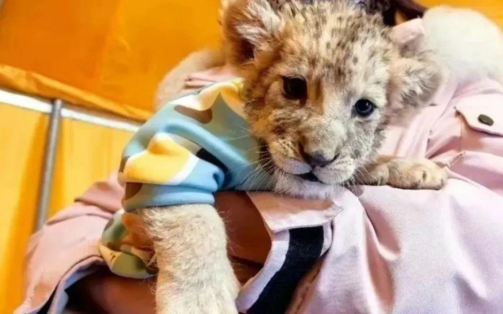 可爱“山灵”集结！江西庐山野生动物一镜到底超治愈(图1)