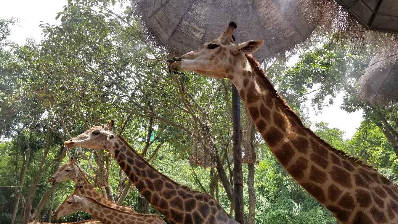 西安一乡镇街道突现野生羚牛(图1)