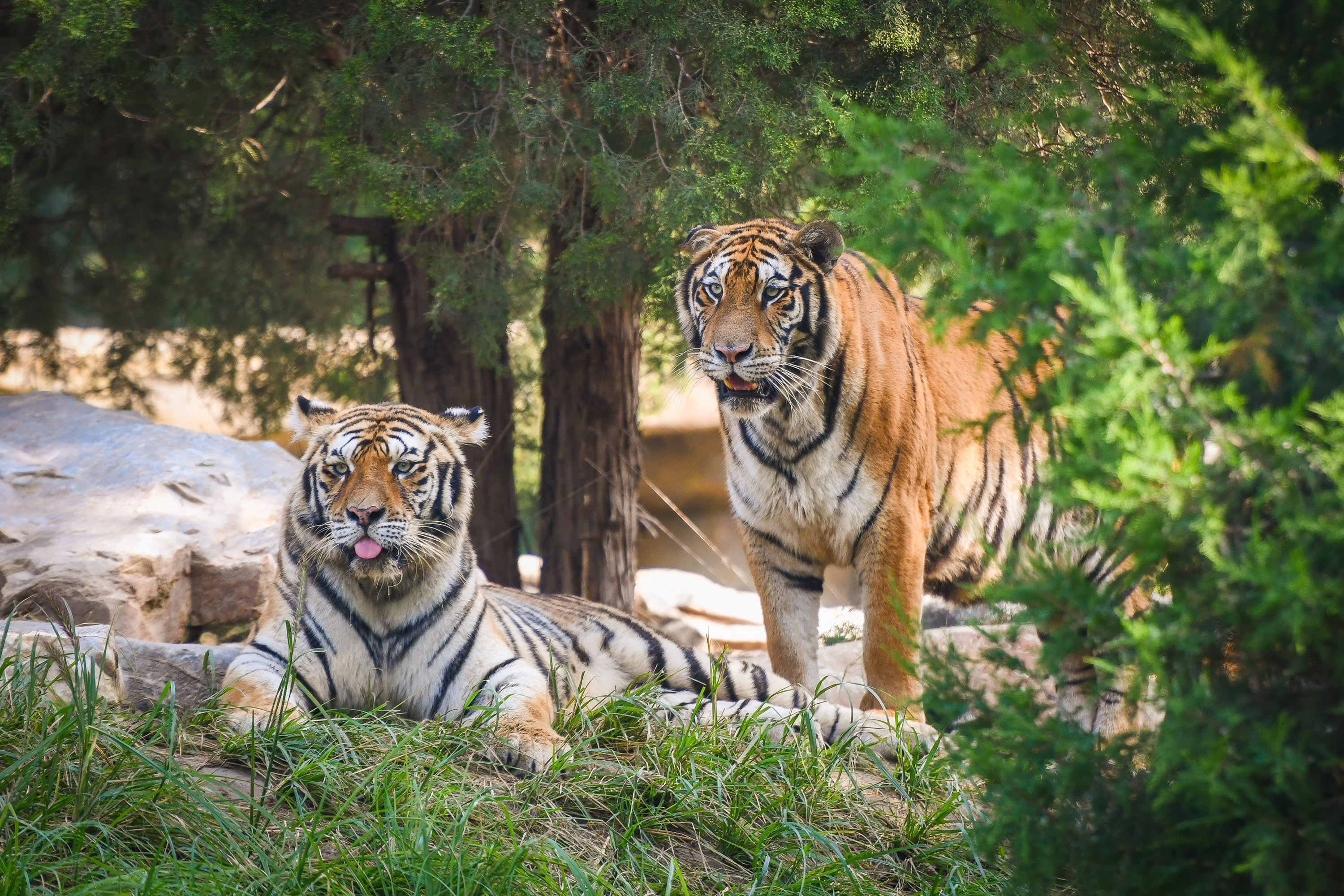 鸟类野生动物保护典型案例警示(三)(图1)