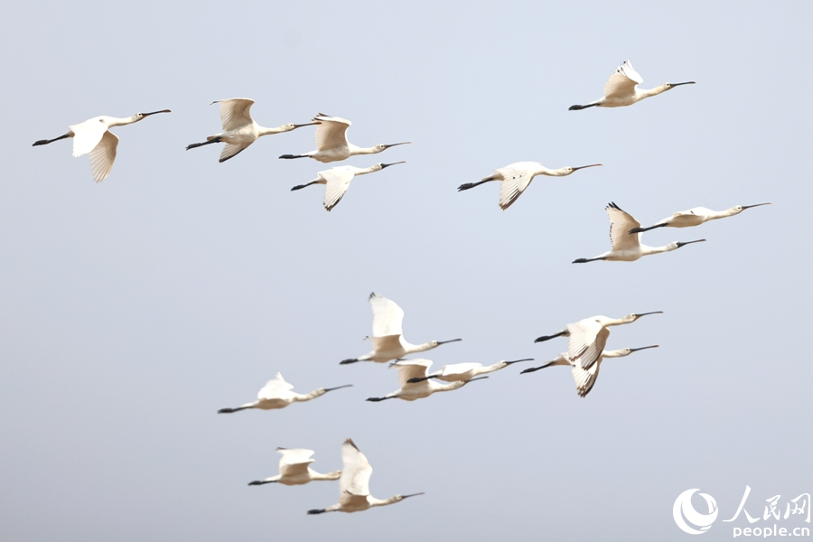 “为野生动物保护事业注入新活力” 厦门市野生动物保护协会成立(图2)