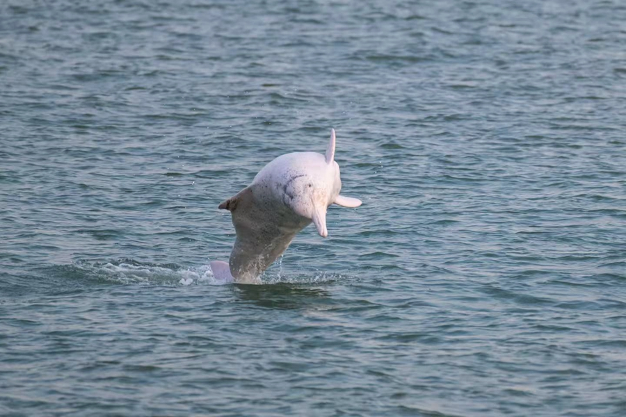 “为野生动物保护事业注入新活力” 厦门市野生动物保护协会成立(图4)