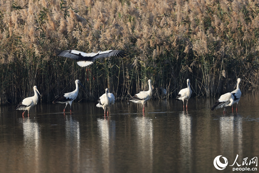 “为野生动物保护事业注入新活力” 厦门市野生动物保护协会成立(图3)