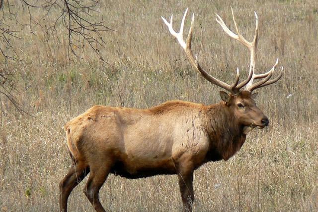 环境气候变化与白鳍豚失踪之谜(图1)