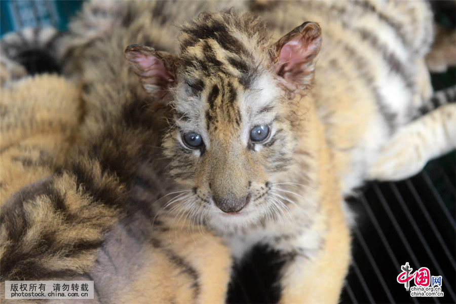 86版《西游记》主题乐园要来江北了(图1)