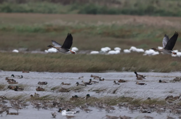 十年崇明交出高质量答卷(图1)