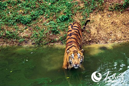 绥化市创新开展“十种方式”宣传 筑牢野生动物保护安全防线(图1)