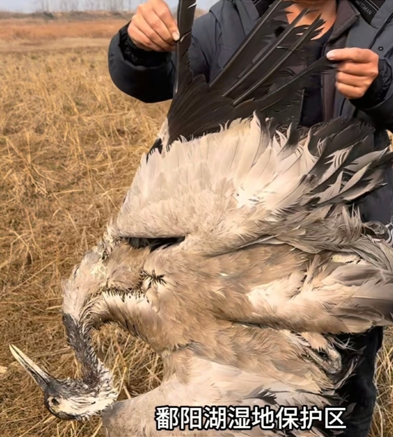 鄱阳湖湿地内发现疑似毒害野生动物情况警方通报(图2)