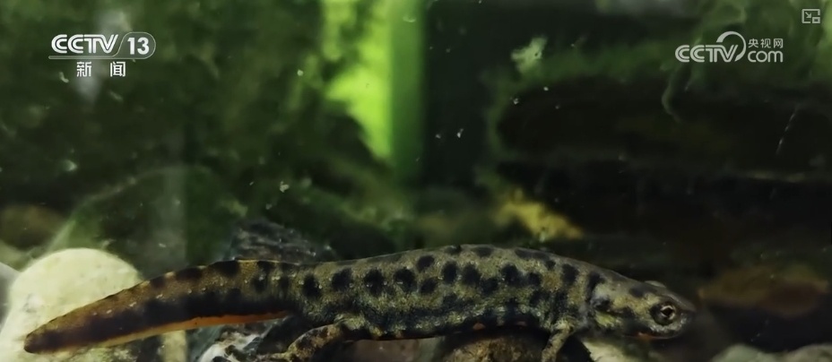 神农架挺起生态高地(图1)