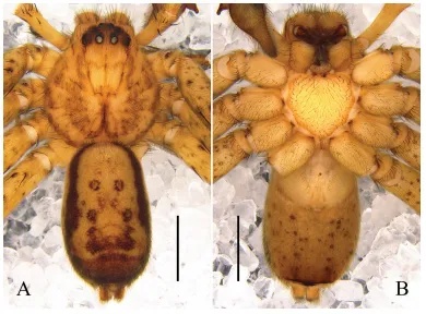 深读丨“省鸟”住进市中心“神奇动物”为何偏爱中山？(图1)