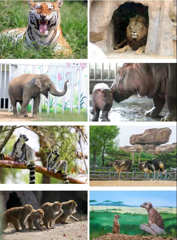 学习贯彻党的二十届四中全会精神——高质量推动野生动植物保护工作(图1)