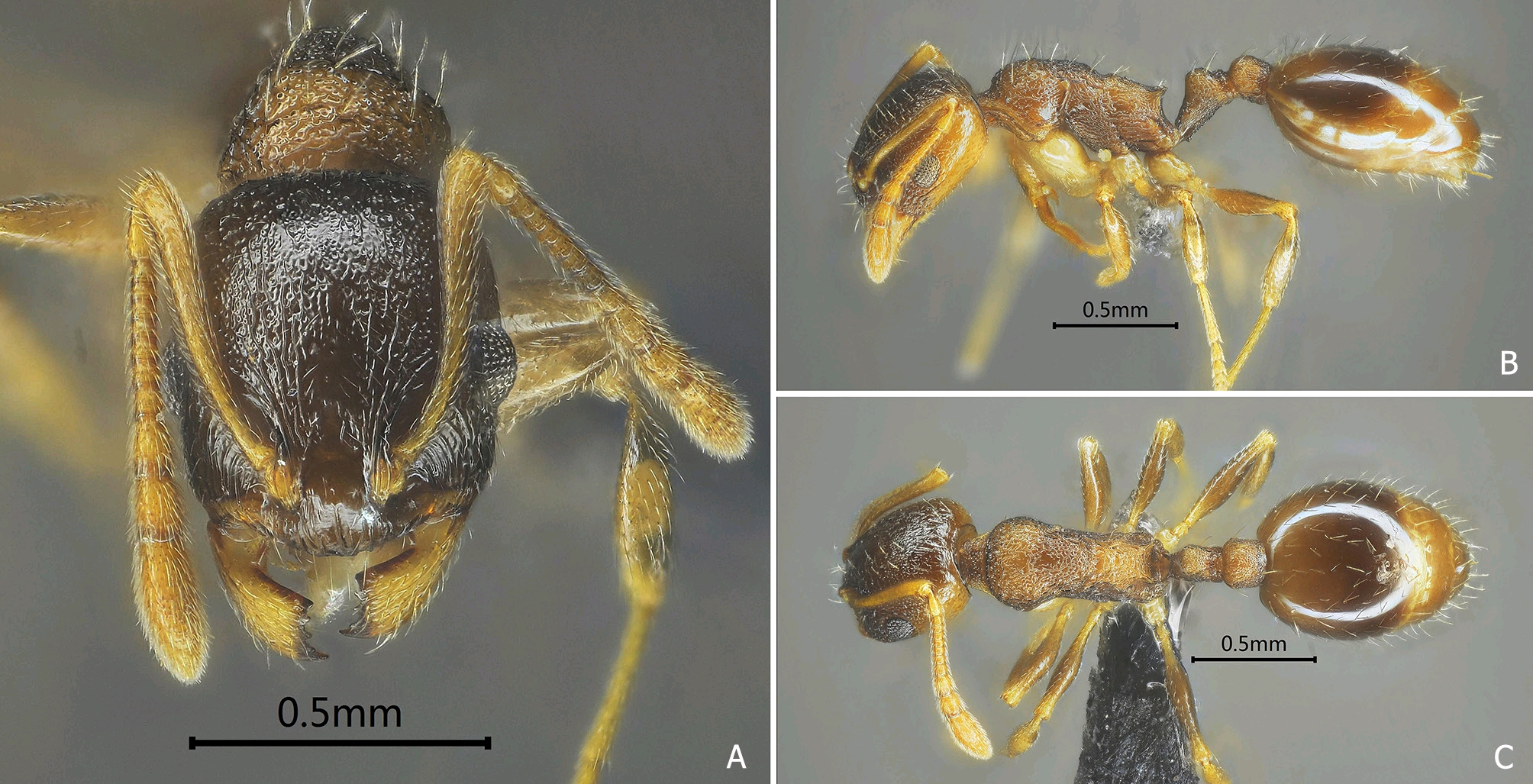 福建永安发现菌类新物种及多个新记录种(图1)