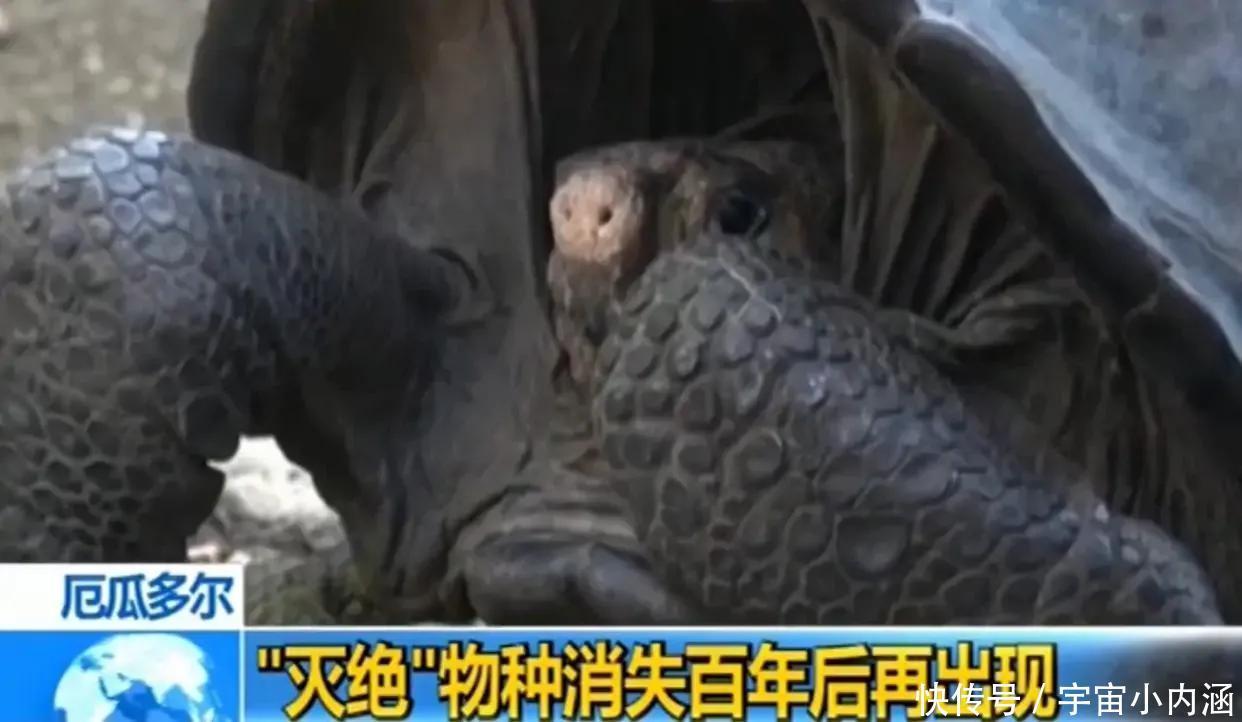 中国国家一级保护动物斑鳖“划水”(图1)