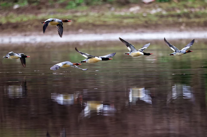 278只“鸟中大熊猫”的安徽越冬记 黄山学院团队用坚守交出江淮生态高分答卷(图1)