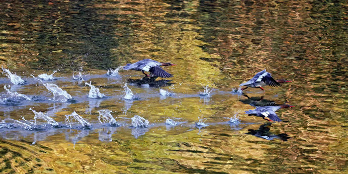 278只“鸟中大熊猫”的安徽越冬记 黄山学院团队用坚守交出江淮生态高分答卷(图6)