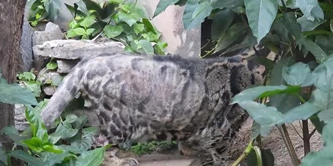 中国大陆动物园最后一只！活了17年2025年在重庆动物园去世(图1)