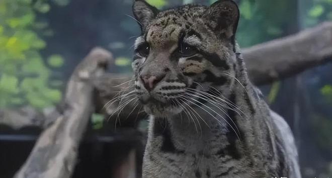 中国大陆动物园最后一只！活了17年2025年在重庆动物园去世(图5)