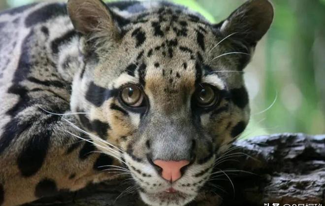 中国大陆动物园最后一只！活了17年2025年在重庆动物园去世(图8)