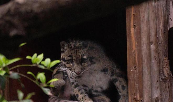 中国大陆动物园最后一只！活了17年2025年在重庆动物园去世(图2)