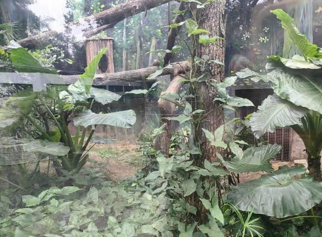 中国大陆动物园最后一只！活了17年2025年在重庆动物园去世(图3)