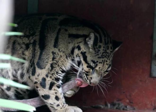 中国大陆动物园最后一只！活了17年2025年在重庆动物园去世(图4)