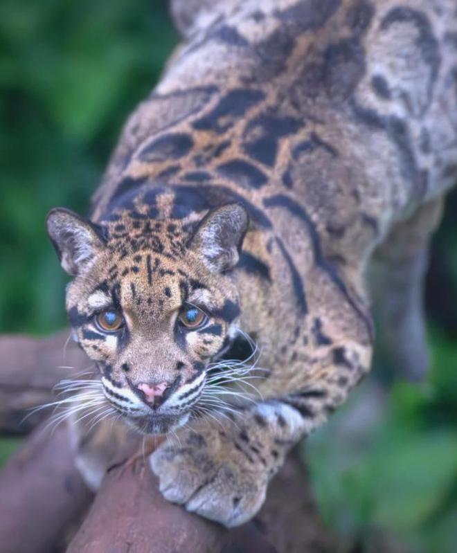 中国大陆动物园最后一只！活了17年2025年在重庆动物园去世(图7)