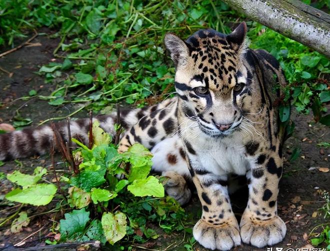 中国大陆动物园最后一只！活了17年2025年在重庆动物园去世(图16)