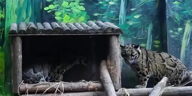 中国大陆动物园最后一只！活了17年2025年在重庆动物园去世(图10)
