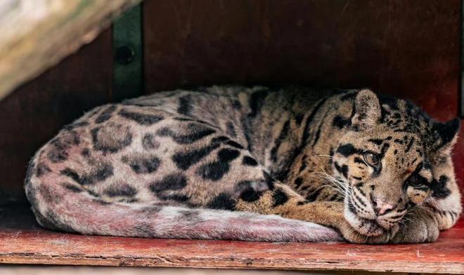 中国大陆动物园最后一只！活了17年2025年在重庆动物园去世(图12)