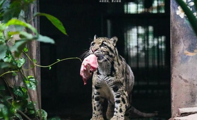 中国大陆动物园最后一只！活了17年2025年在重庆动物园去世(图11)