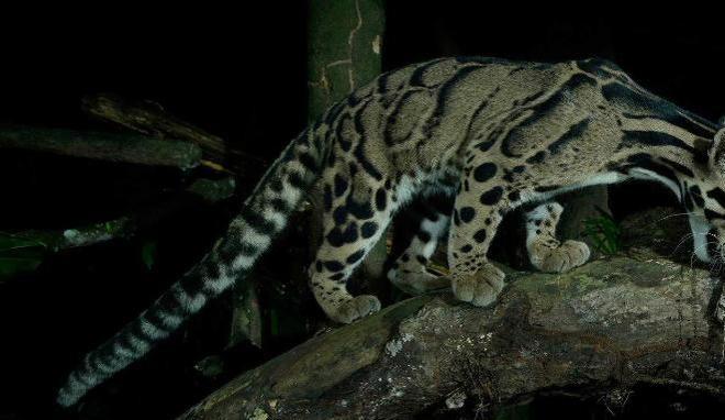 中国大陆动物园最后一只！活了17年2025年在重庆动物园去世(图17)