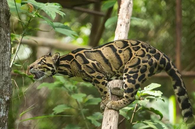 中国大陆动物园最后一只！活了17年2025年在重庆动物园去世(图14)