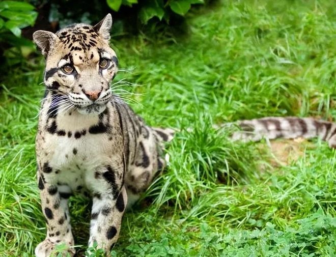 中国大陆动物园最后一只！活了17年2025年在重庆动物园去世(图21)