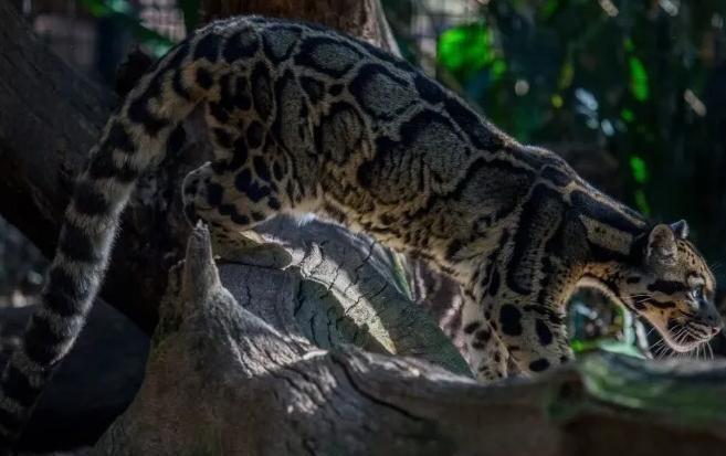 中国大陆动物园最后一只！活了17年2025年在重庆动物园去世(图20)