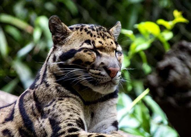 中国大陆动物园最后一只！活了17年2025年在重庆动物园去世(图19)