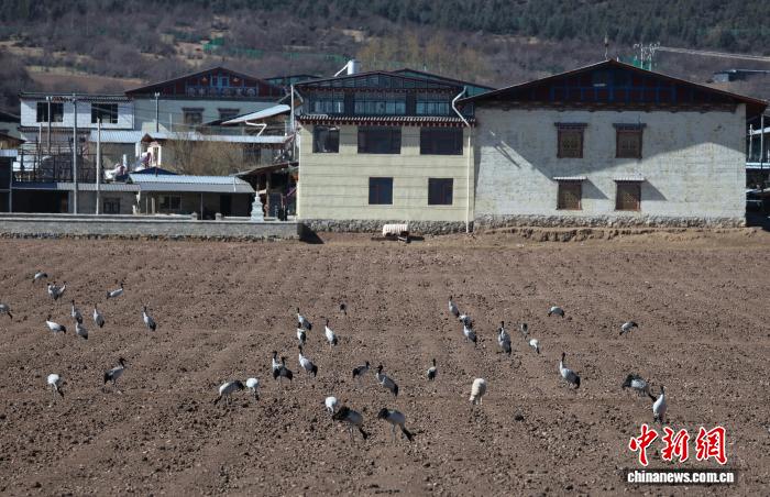 香格里拉纳帕海候鸟云集(图1)