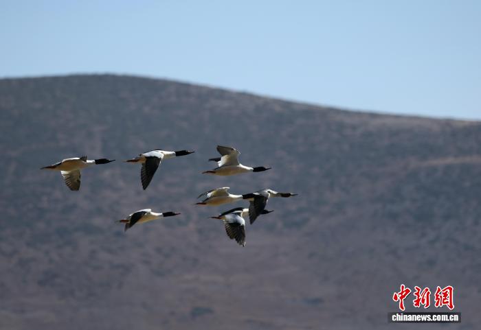 香格里拉纳帕海候鸟云集(图2)
