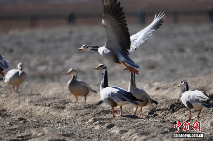 香格里拉纳帕海候鸟云集(图3)