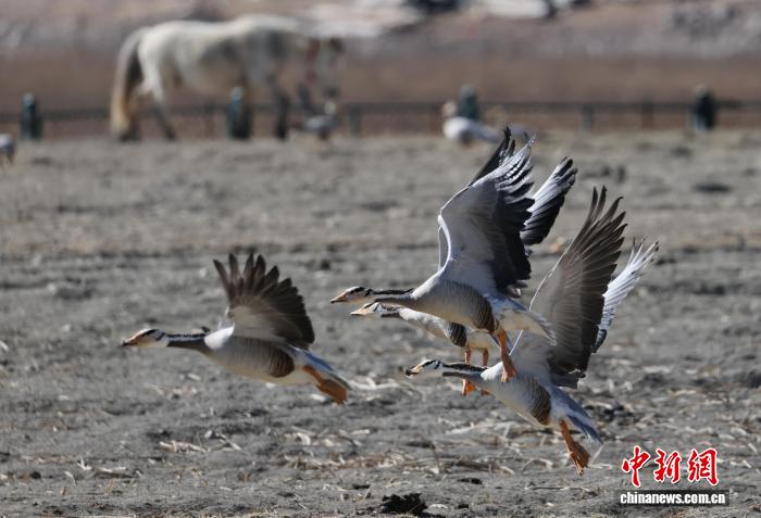 香格里拉纳帕海候鸟云集(图4)
