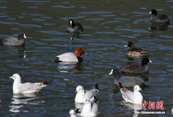 香格里拉纳帕海候鸟云集(图5)