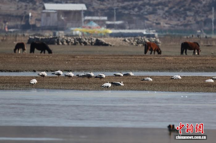 香格里拉纳帕海候鸟云集(图6)