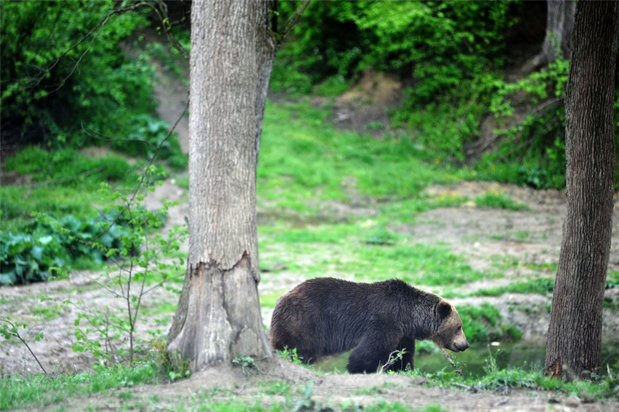 西藏越冬水鸟调查记(图1)